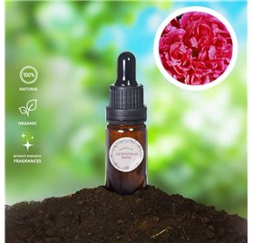 Olio essenziale di rosa centifola
