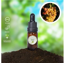 Olio essenziale di uva moscato