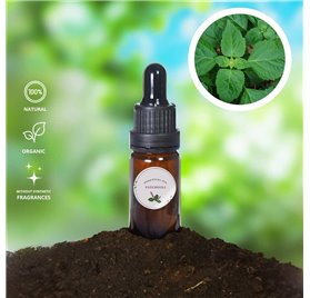 Huile Essentielle de Patchouli