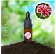 Essential Oil of Rose Geranium 23337